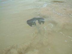 05-A lot of rays in the bay with the white sand near Punta Cormorán